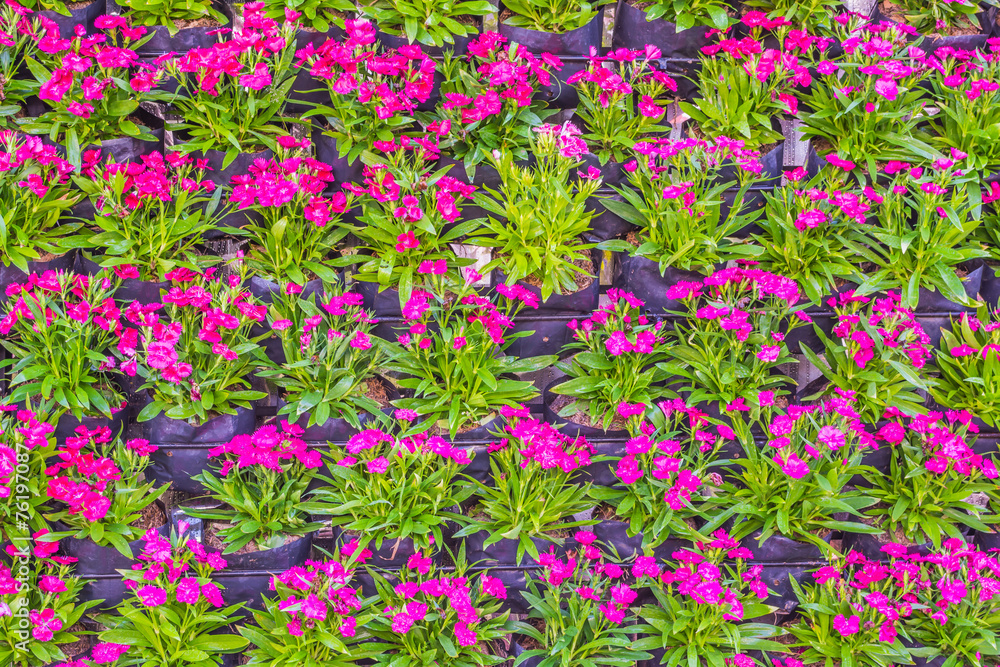 Obraz premium Various color flower background wall