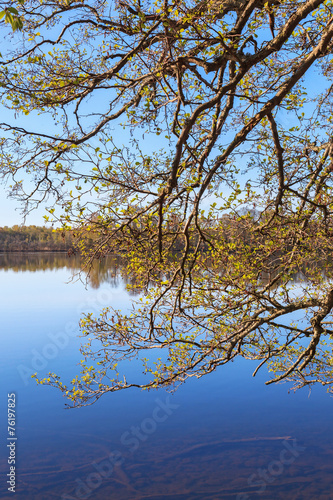 Greenery tree branches at a lake