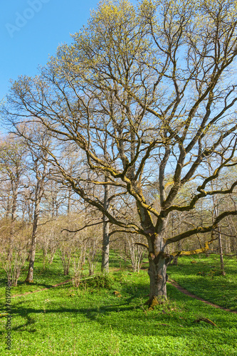 Oak tree at spring forest