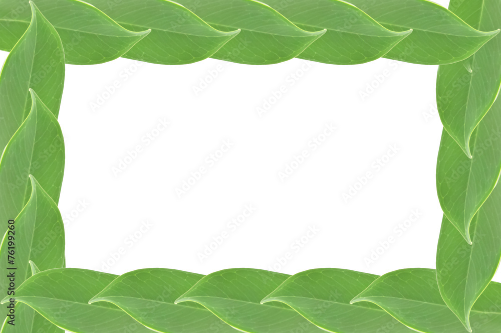 Natural green leaf frame on white background