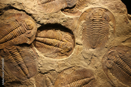 Obraz na płótnie fossil trilobite imprint in the sediment.