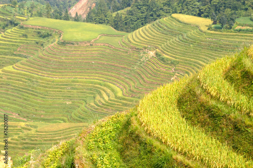 Rice terraced in Northern Vietnam