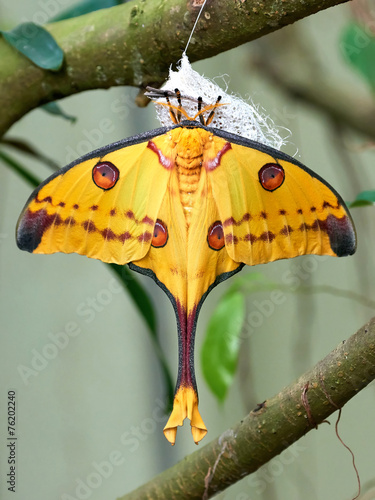 Madagascan moon moth (Argema mittrei)