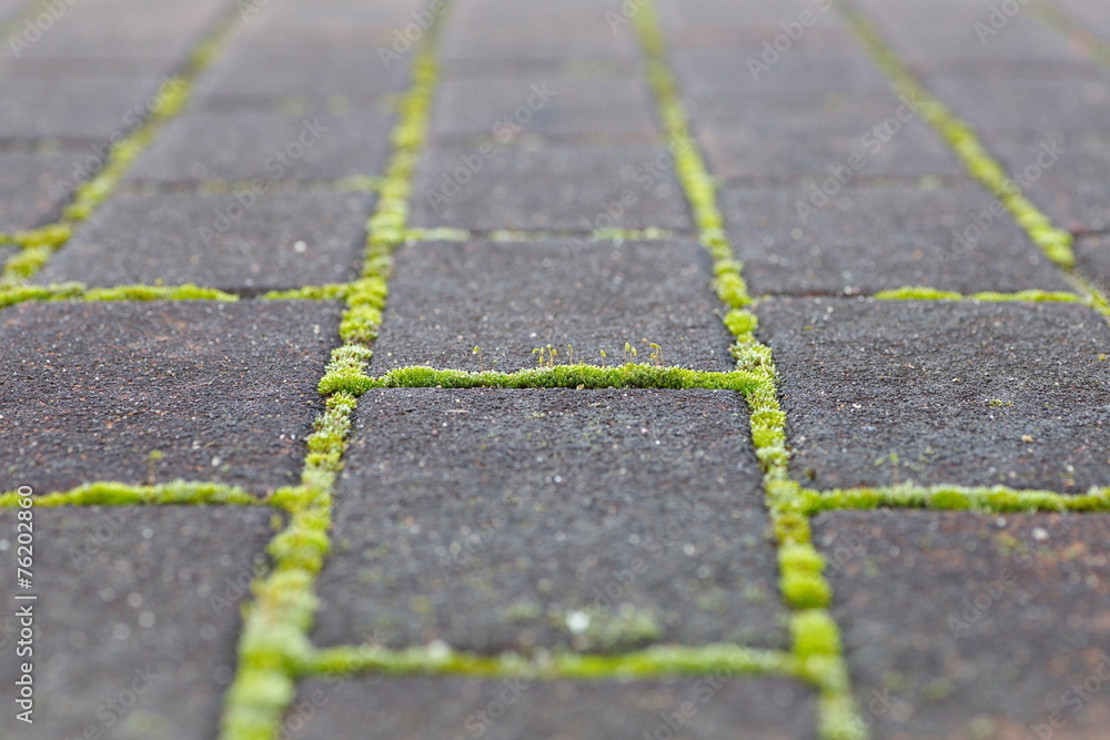 Obraz premium green moss growing from stone brick floor