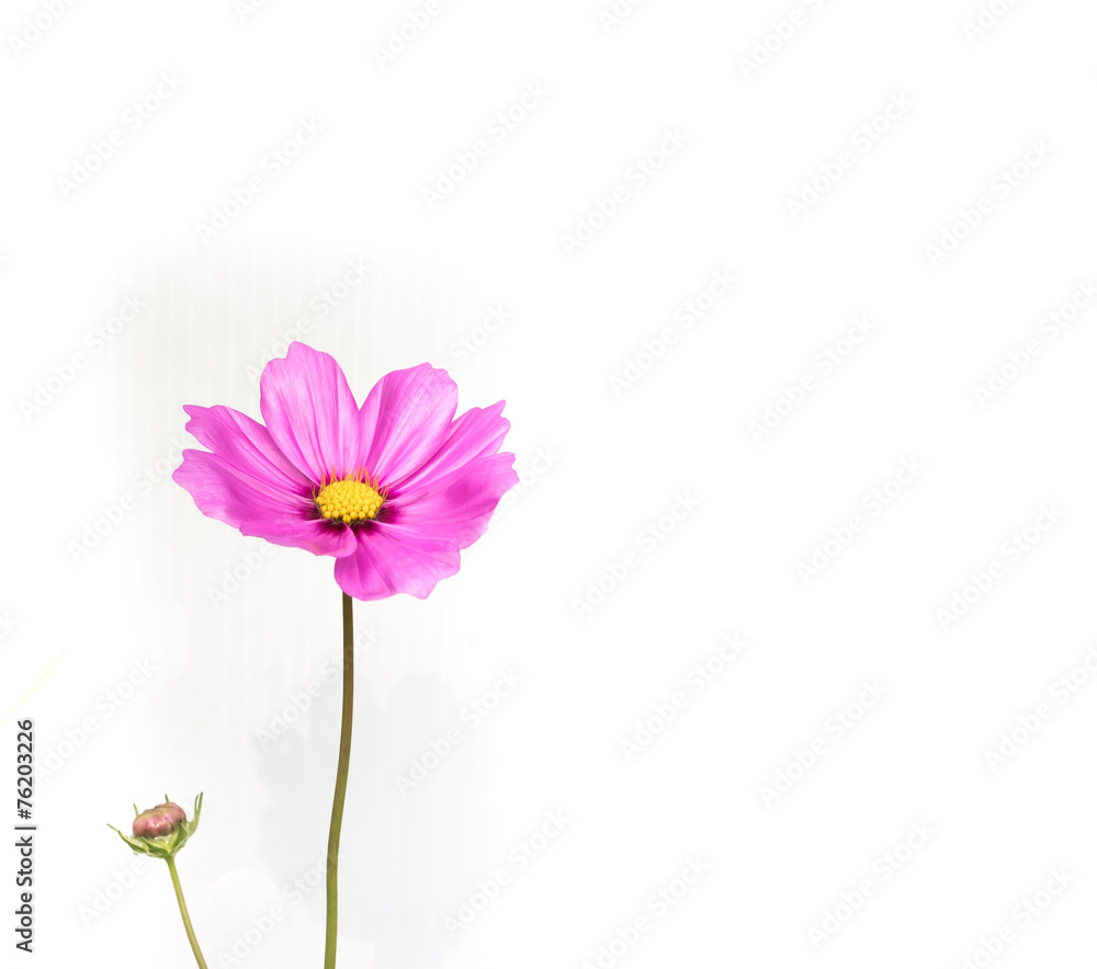 Pink Sulfur Cosmos flower on white background. Pink Sulfur Cosmos flower on white background.