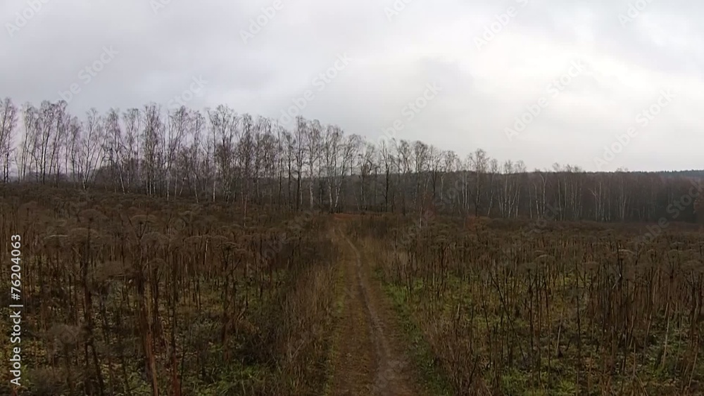 Flight over autumn birch forest in cloudy weather Flight over autumn birch forest in cloudy weather
