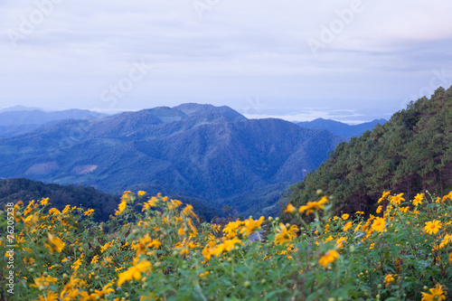 Mountains and yellow flowers