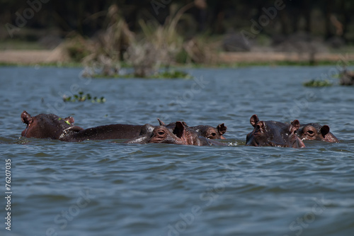 Hippos' family