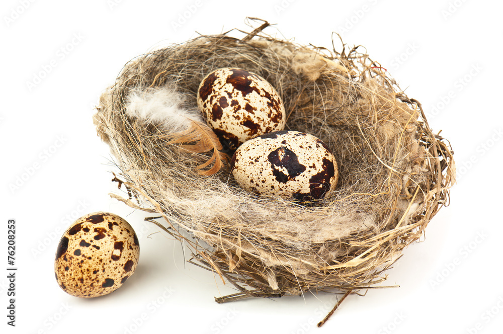 quail eggs quail eggs