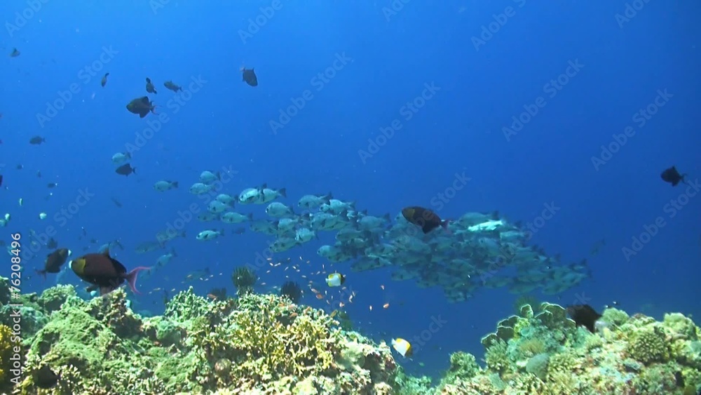 Coral reef with a school black snapper Coral reef with a school black snapper