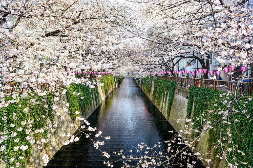 tokyo, Japan at Meguro canal in the spring. - obrazy, fototapety, plakaty 