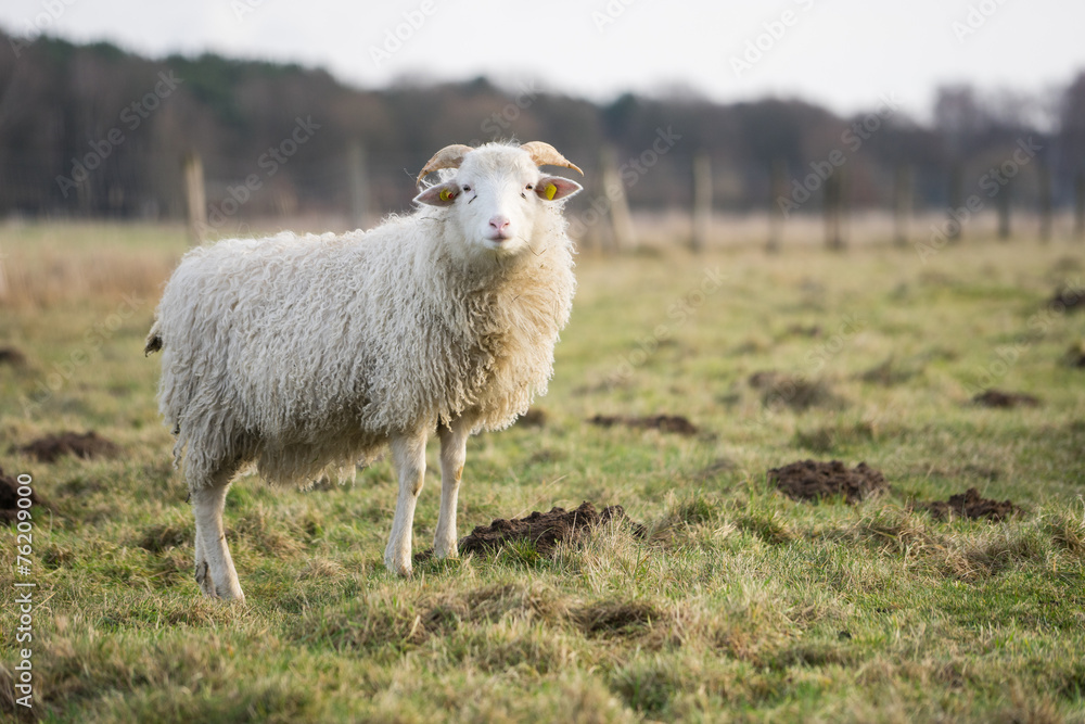 heidschnucke auf der weide