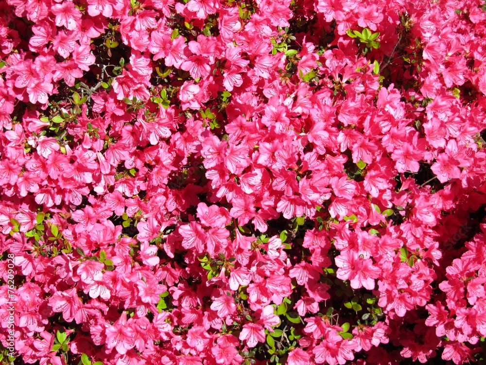 Frühling in voller Blüte - Lago Maggiore - Italien Frühling in voller Blüte - Lago Maggiore - Italien