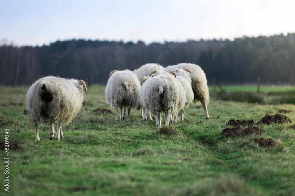 Obraz premium heidschnucken herde von hinten