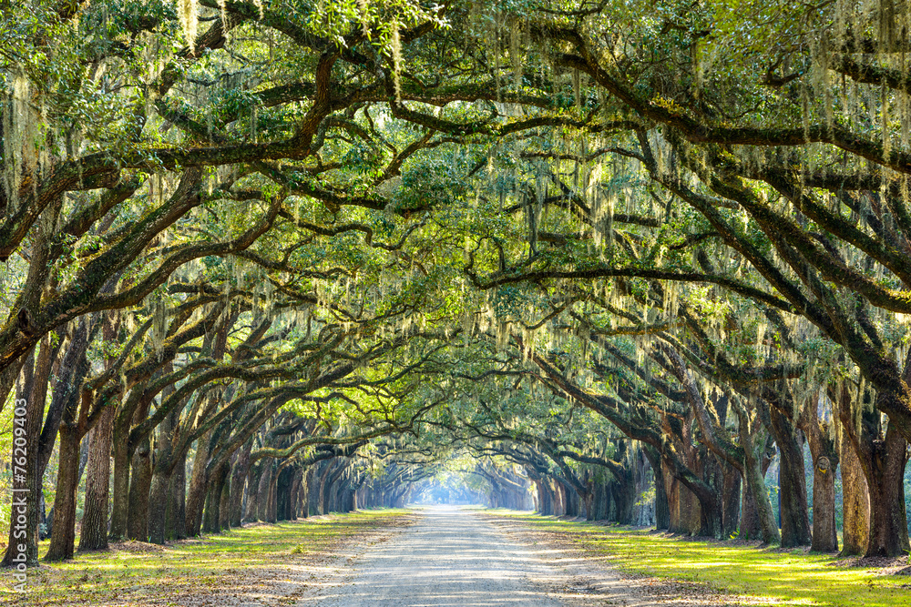 Country Road Lined with Oaks in Savannah, Georgia - obrazy, fototapety, plakaty 