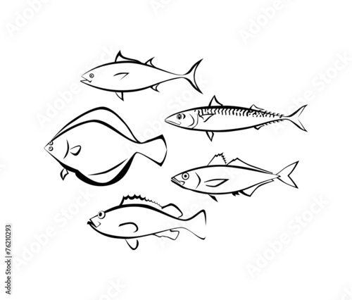 Sea Fish on White Background