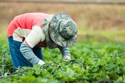 worker at strawberry field