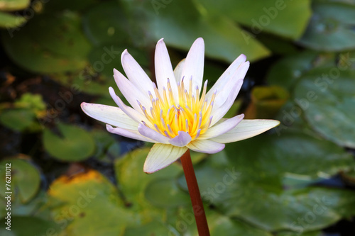 White lotus in the pond