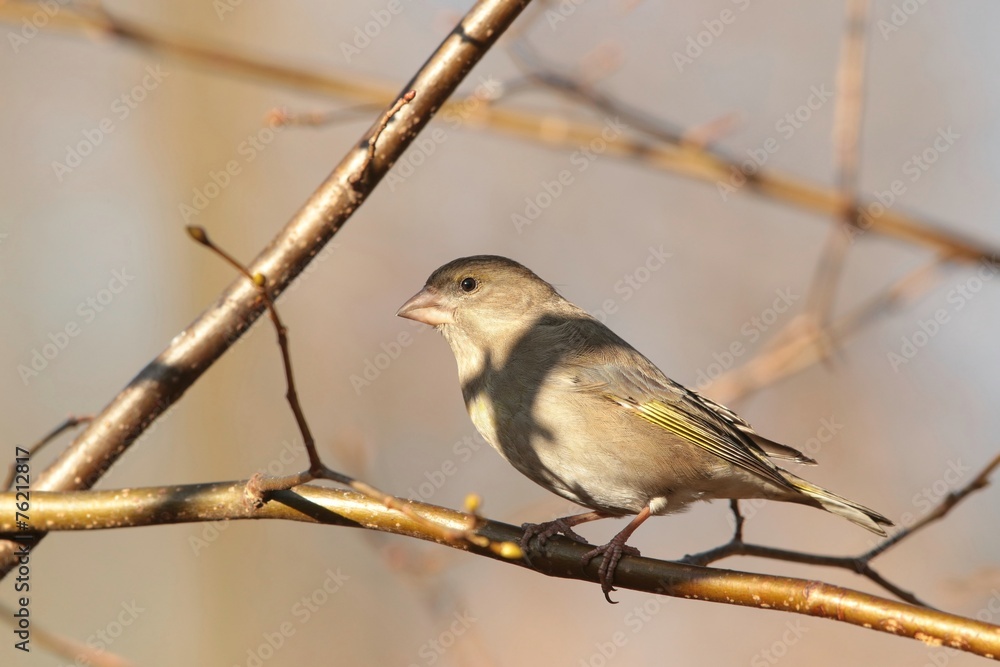 Greenfinch (Carduelis chloris) on a twig Greenfinch (Carduelis chloris) on a twig