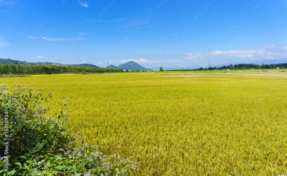 Yellow field in the blue sky