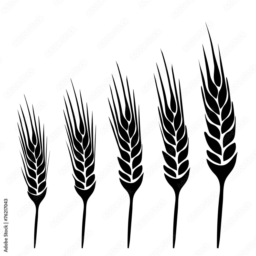 wheat vecter