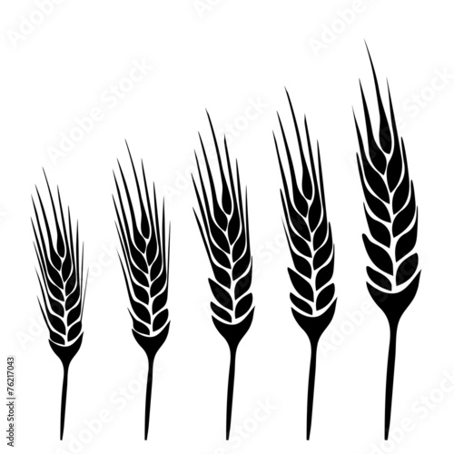 Obraz na płótnie wheat vecter w salonie