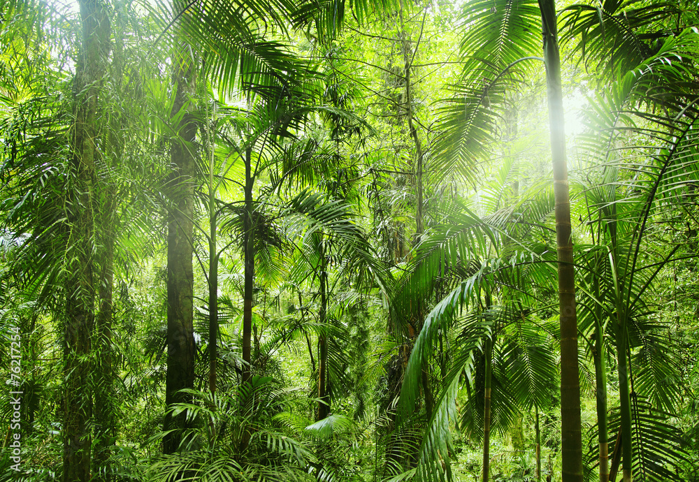 Fototapeta Tropikalna dżungla i promienie słońca