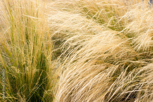 almost dry grass photo