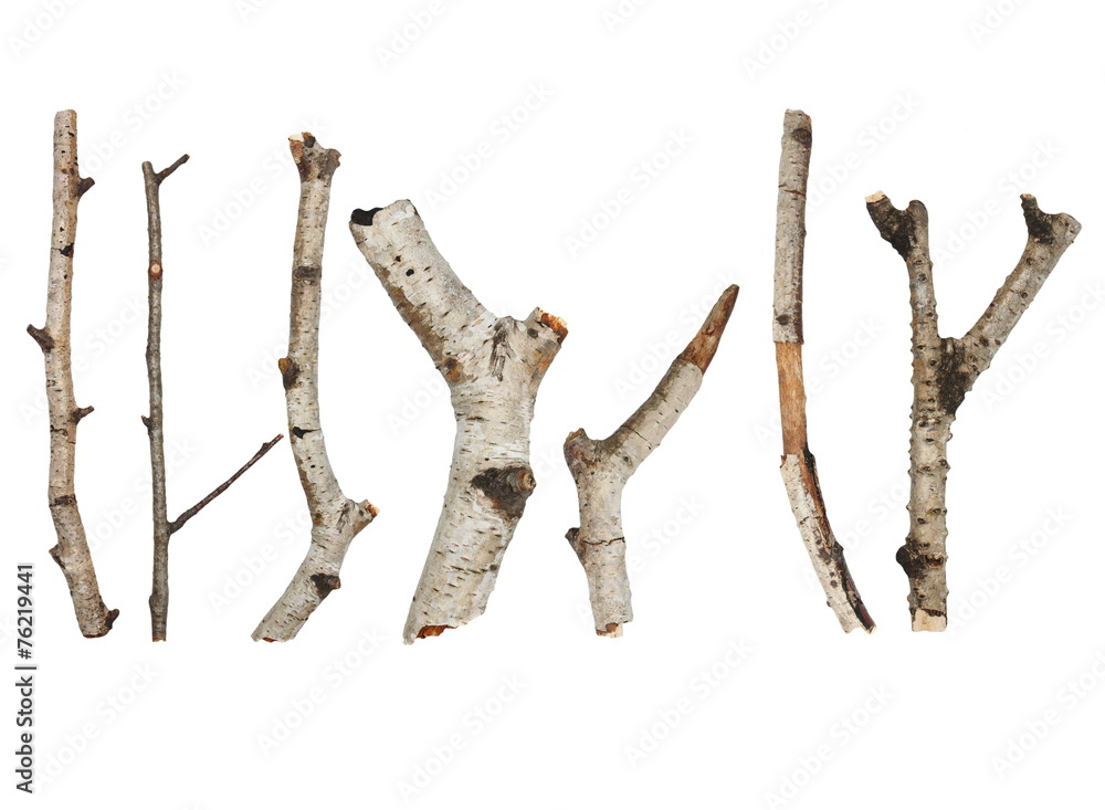 Twigs, set macro dry branches birch isolated on white