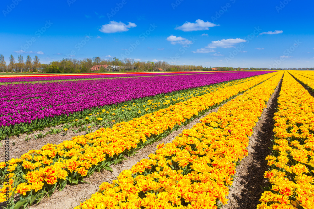 View of yellow and purple tulip rows in summer