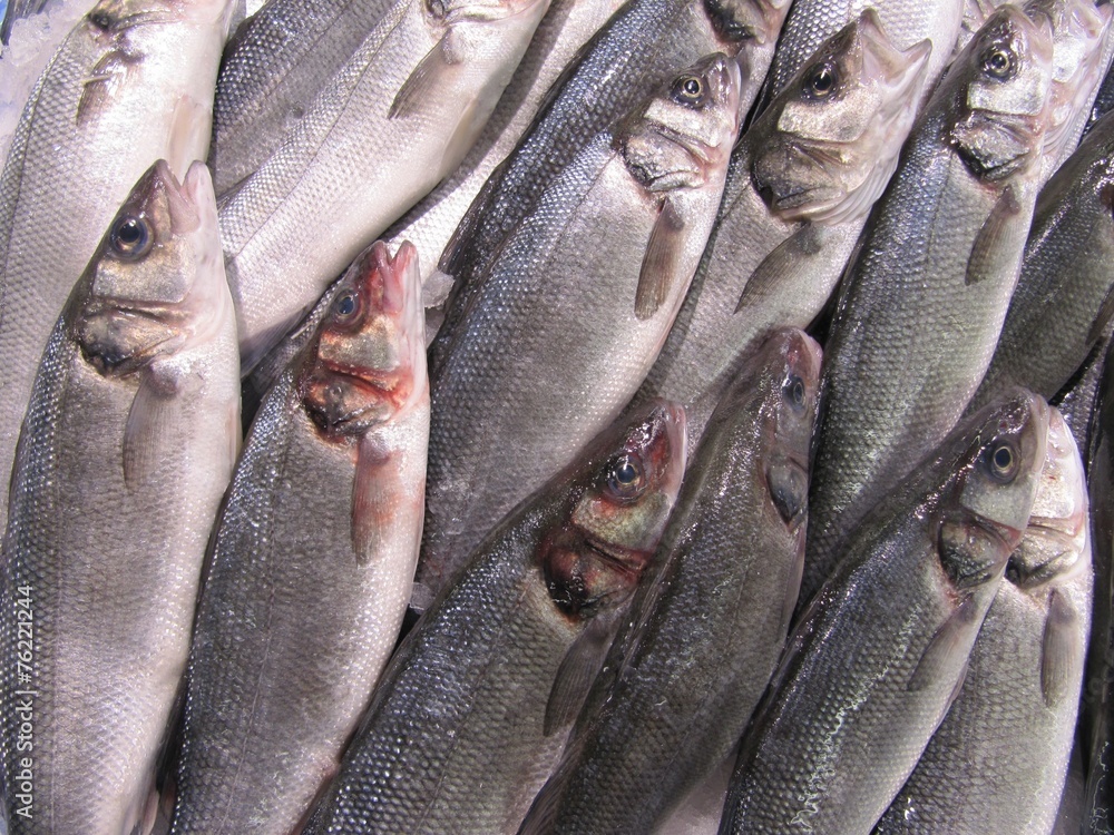 Obraz premium Lubinas en la lonja del pescado.