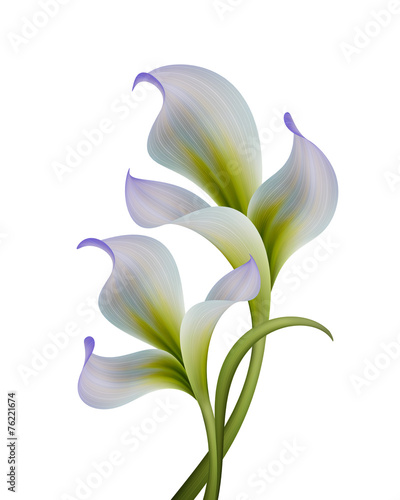 Fototapeta Naklejka Na Ścianę i Meble -  abstract flowers illustration isolated on white background