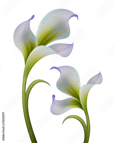 Fototapeta Naklejka Na Ścianę i Meble -  abstract flowers illustration isolated on white