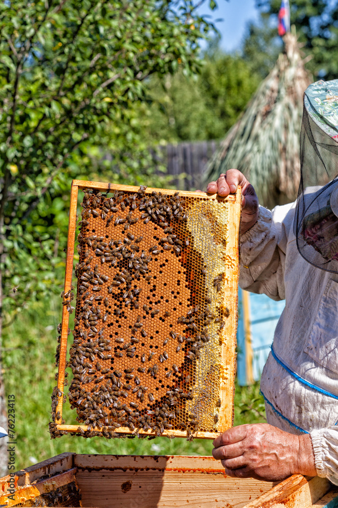 Beekeeper smokes bees from beehive smoke of bee smoker Beekeeper smokes bees from beehive smoke of bee smoker