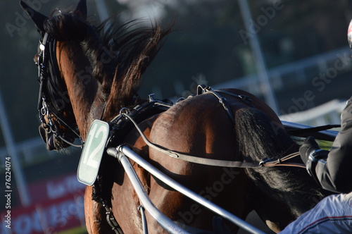 Foto cheval trotteur