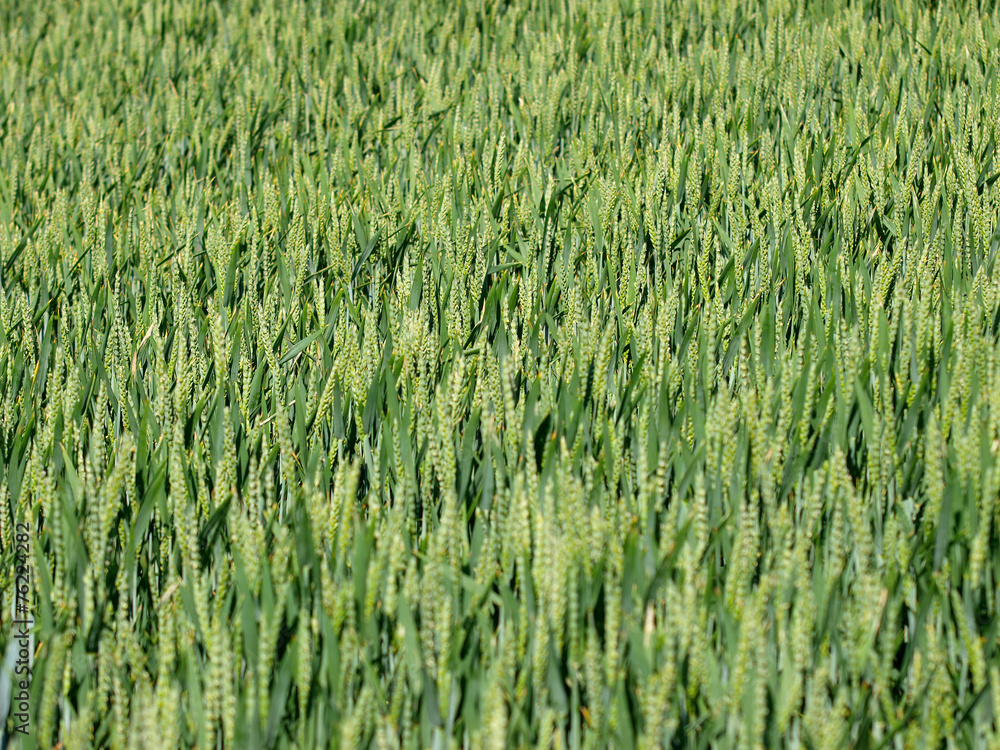 Weizenfeld Weizenfeld