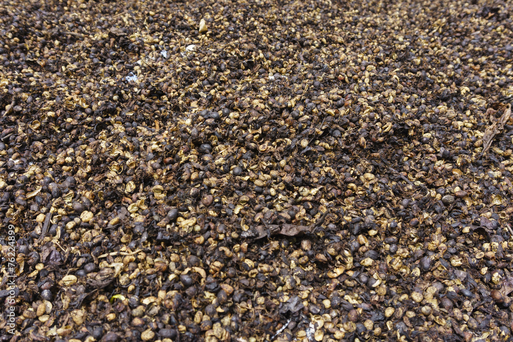 Coffee seed Coffee seed