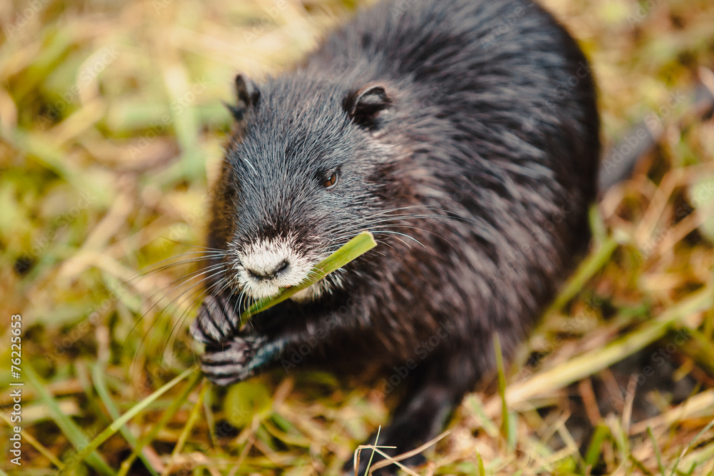 Nutria Nutria