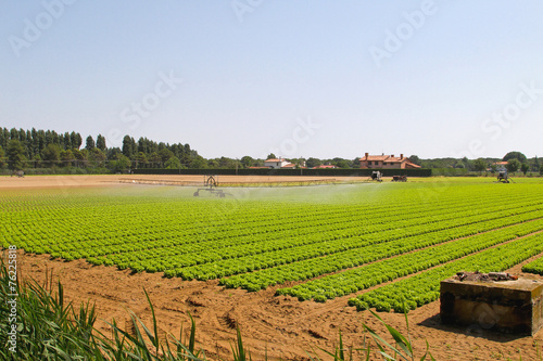 Salad field irrigation