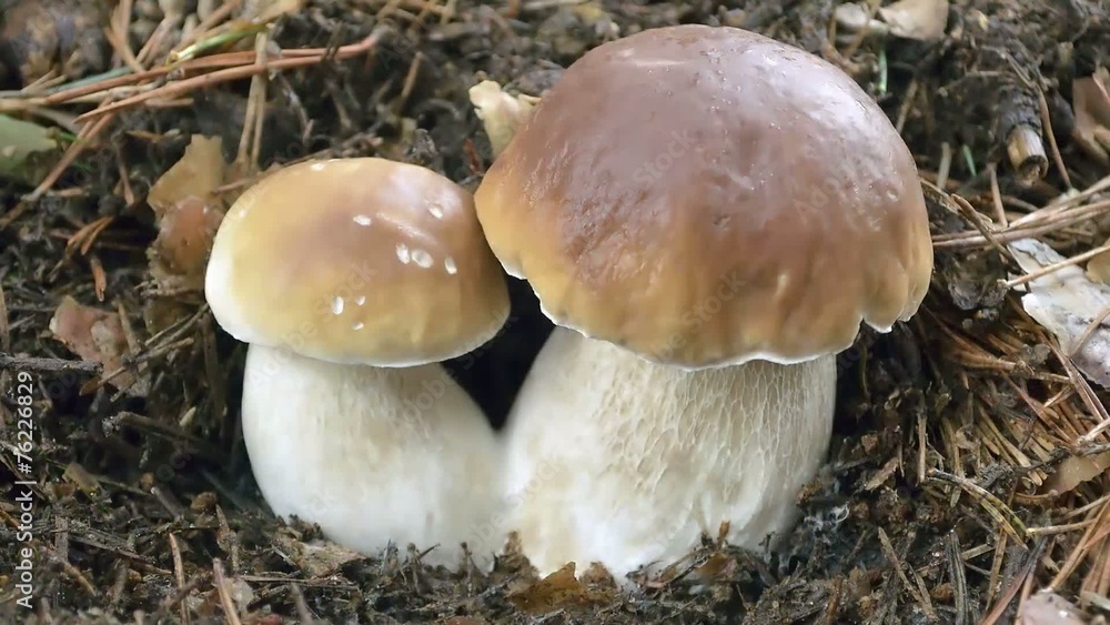 Some specimen of mushrooms -boletus edulis- located at forest Some specimen of mushrooms -boletus edulis- located at forest