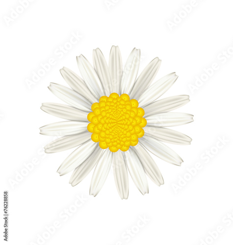 Fototapeta Naklejka Na Ścianę i Meble -  Camomile flower isolated on white background