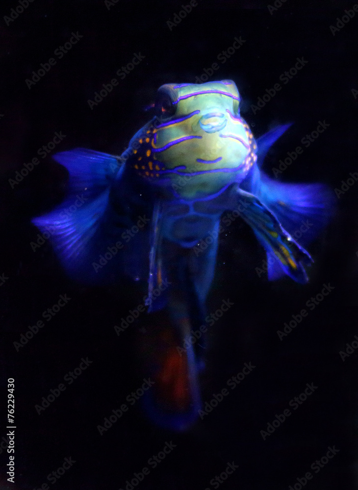 Obraz premium Mandarin Fisch