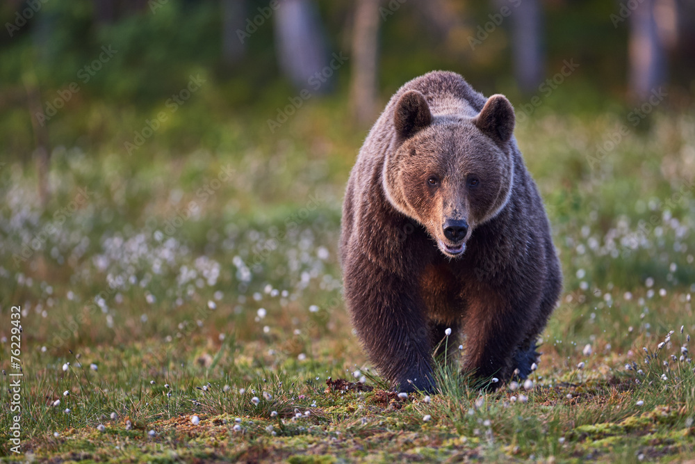 Brown bear frontally