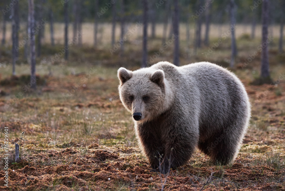 Fototapeta premium Brown bear