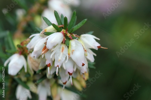 White heather - Erica