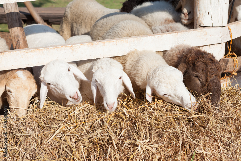 sheep are feeding in the fence under sunlight