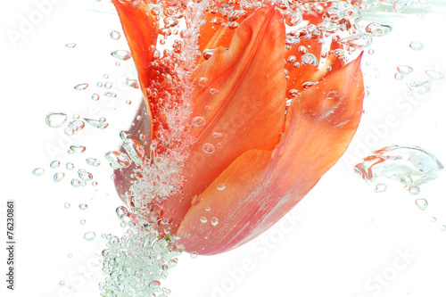 Flower in sparkling water