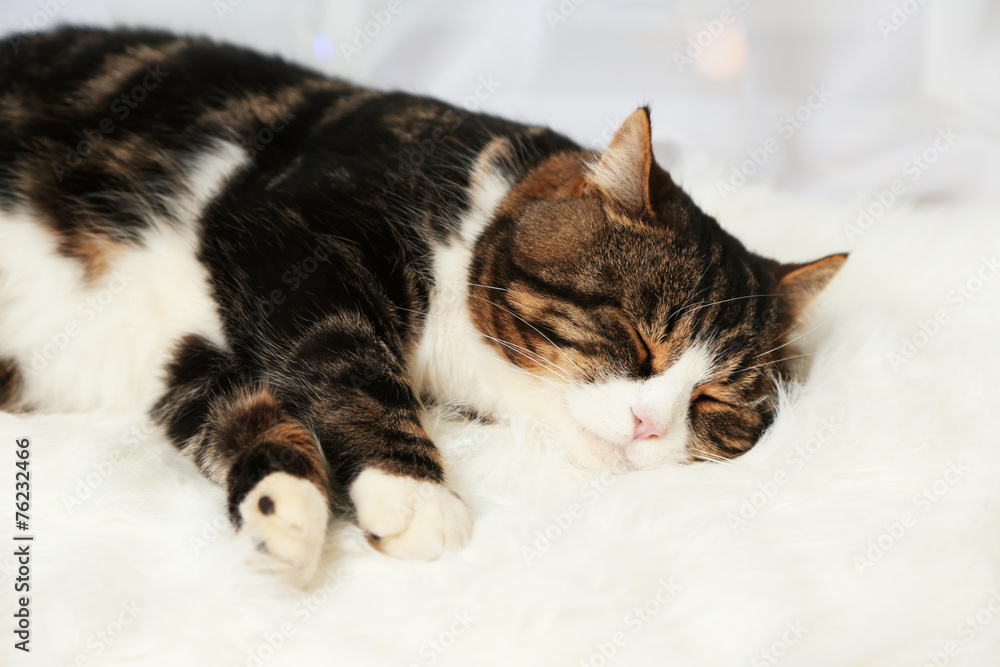 Fototapeta premium Adorable cute cat lying on carpet, close up