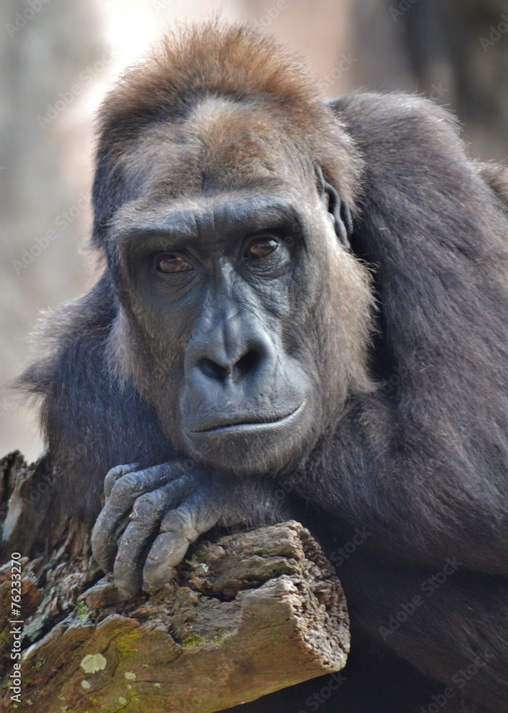 African Gorilla African Gorilla