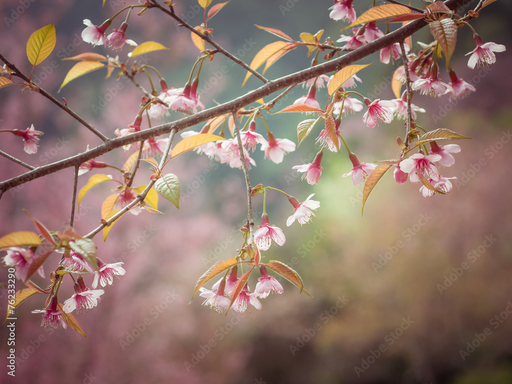 Pastel tones Spring Cherry blossoms sky Pastel tones Spring Cherry blossoms sky